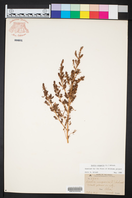 Bassia scoparia image