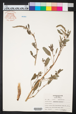 Amaranthus hybridus image