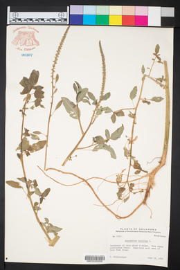 Amaranthus hybridus image