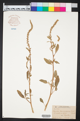 Amaranthus tuberculatus image