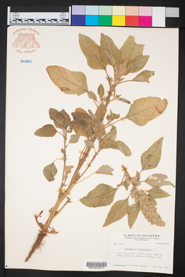 Amaranthus retroflexus image