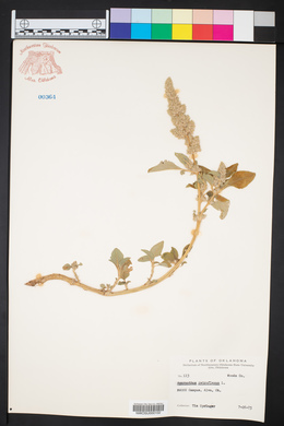 Amaranthus retroflexus image