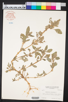 Amaranthus retroflexus image