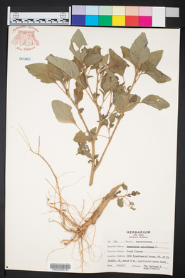 Amaranthus retroflexus image
