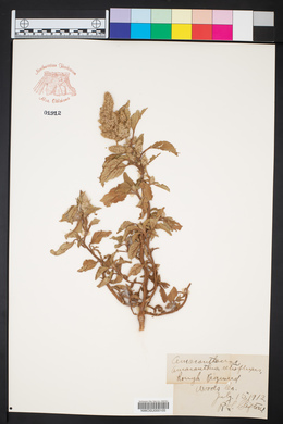Amaranthus retroflexus image