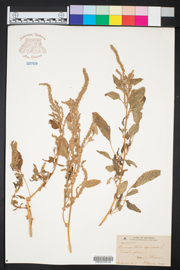Amaranthus spinosus image