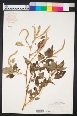 Amaranthus spinosus image