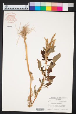 Amaranthus spinosus image