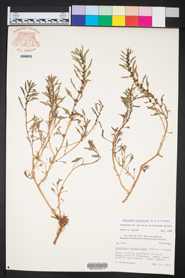 Blitum nuttallianum image