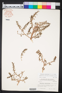 Blitum nuttallianum image