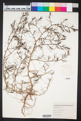 Salsola kali image
