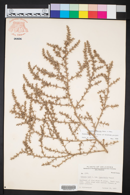 Salsola tragus image