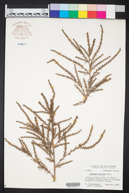 Salsola collina image