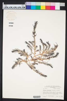 Suaeda calceoliformis image