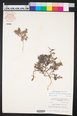 Suaeda calceoliformis image
