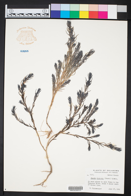 Suaeda calceoliformis image