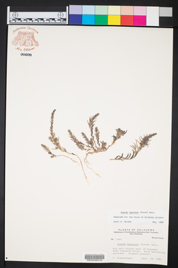 Suaeda calceoliformis image