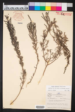 Suaeda calceoliformis image