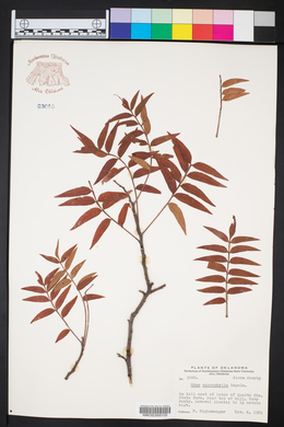 Rhus microphylla image