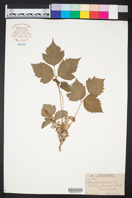 Toxicodendron pubescens image
