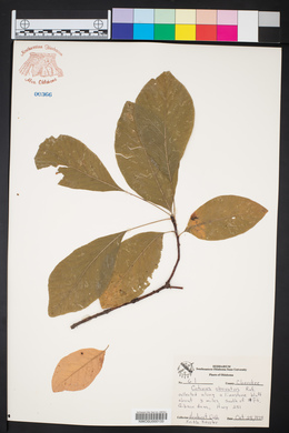Cotinus obovatus image