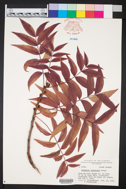 Pistacia chinensis image