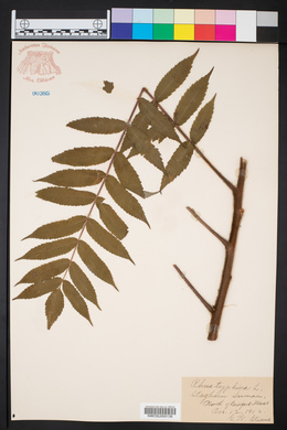 Rhus typhina image