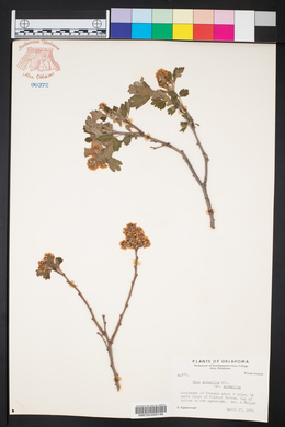 Rhus aromatica var. aromatica image