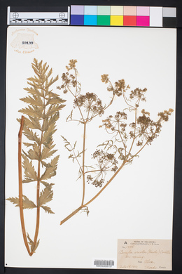 Berula erecta image