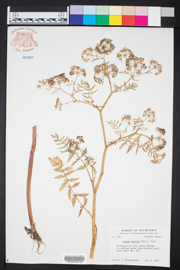 Berula erecta image