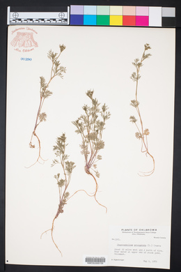 Chaerophyllum procumbens image