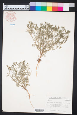 Chaerophyllum procumbens image