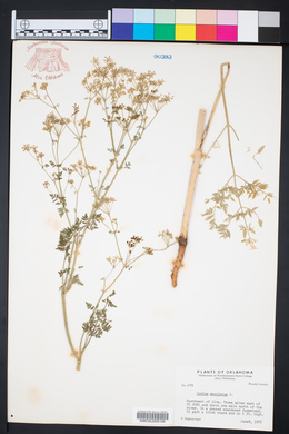 Conium maculatum image