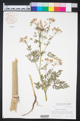 Conium maculatum image