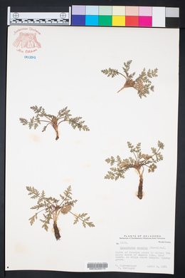 Cymopterus glomeratus image
