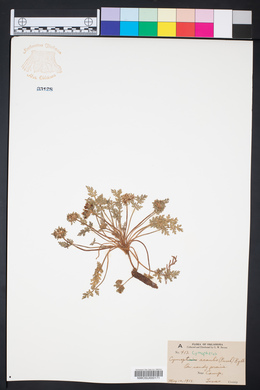 Cymopterus glomeratus image