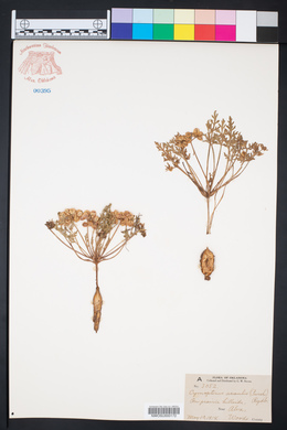Cymopterus glomeratus image