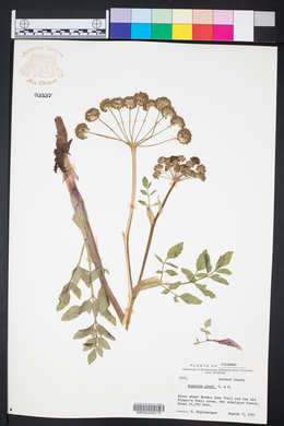 Angelica grayi image
