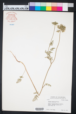 Daucus pusillus image