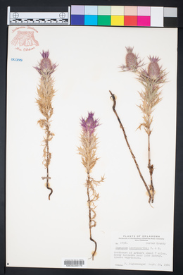 Eryngium leavenworthii image