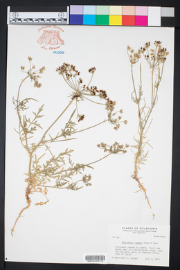 Eurytaenia texana image