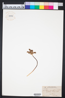 Lomatium daucifolium image