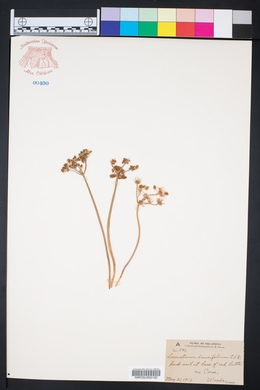 Lomatium daucifolium image