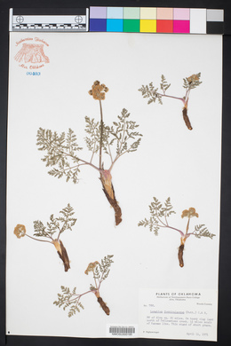 Lomatium foeniculaceum image