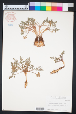 Lomatium orientale image