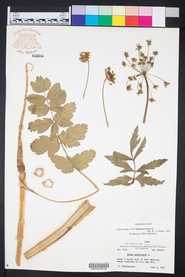 Pastinaca sativa image
