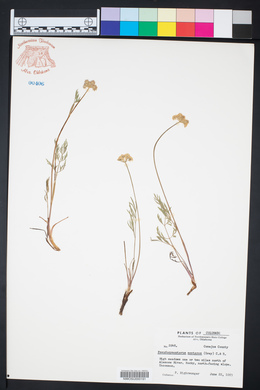 Pseudocymopterus montanus image