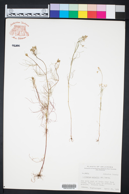 Ptilimnium nuttallii image