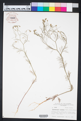 Spermolepis inermis image