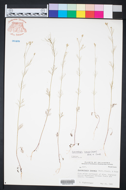 Spermolepis inermis image